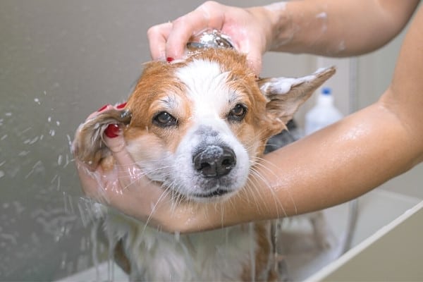 A cute Welsh Corgi dog being given a bath in the bathtub.