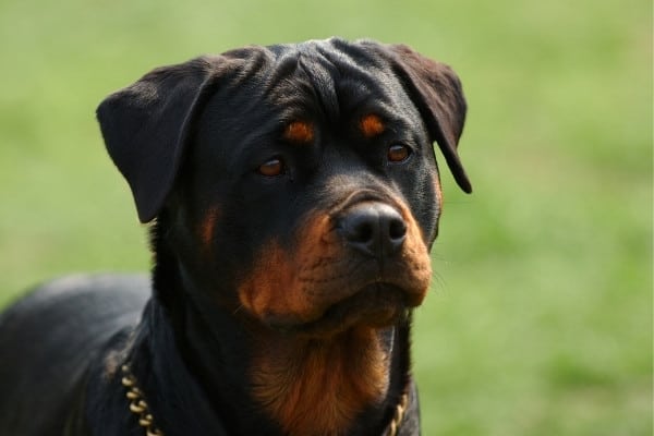 A young male Rottweiler wearing a gold chain collar with green grass in the background.