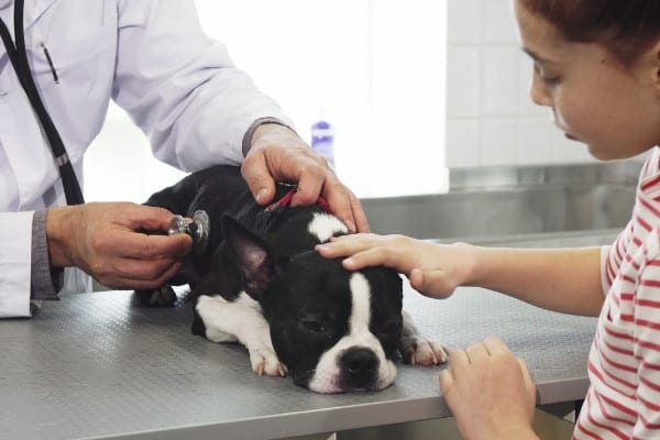 A young girl looks on while a vet examines her Boston terrier puppy.