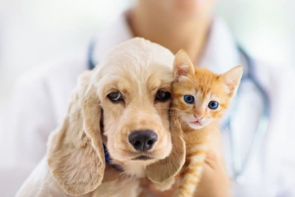A Cocker Spaniel puppy and an orange kitten being held together by a vet.