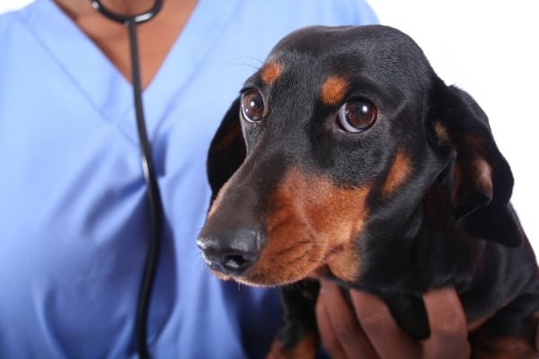 A scared black-and-tan Dachshund being held by a vet.