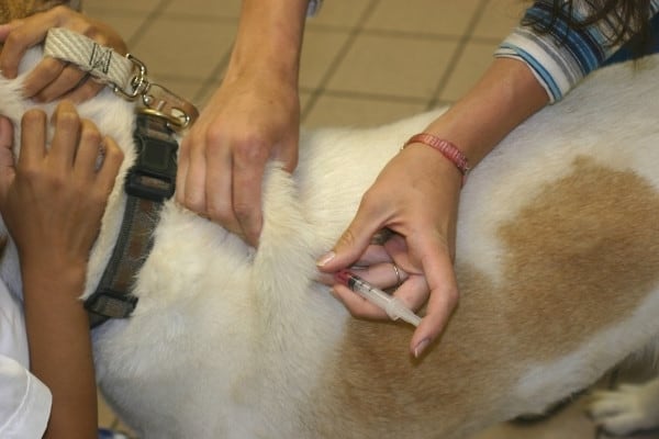 A dog being held by his owner while a vet gives a rabies shot.