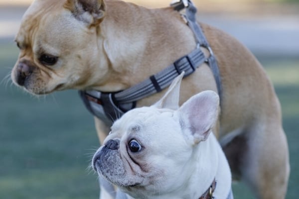 An older French bulldog attempting to hump a Frenchie puppy.