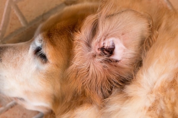 A Golden Retriever with on ear exposed to show dirty, black buildup.