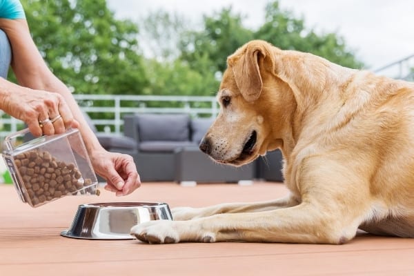 A lady pouring dry dog food into a bowl for her yellow lab.