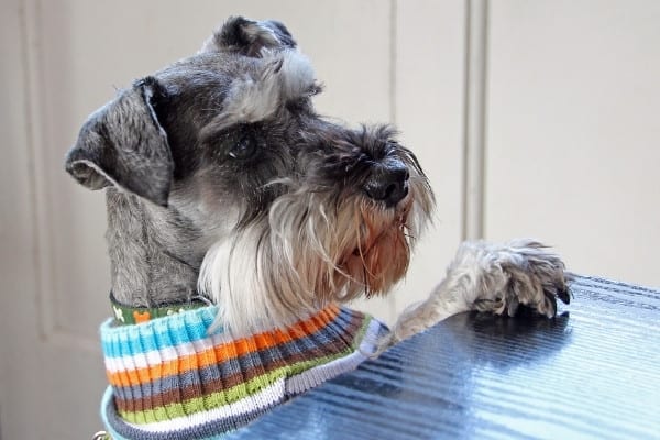 A Mini Schnauzer wearing a colorful jacket standing up to reach a tabletop.