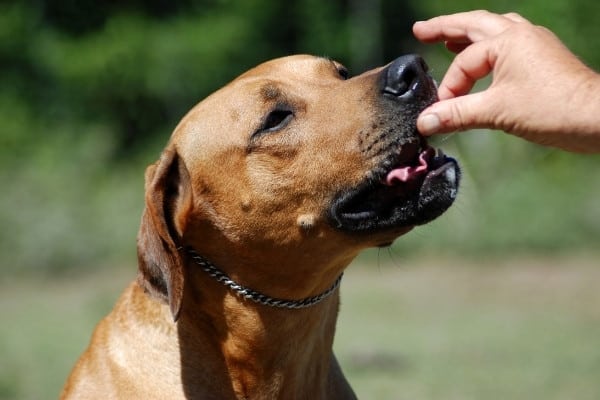 A person offering a treat to a pit bull mix.