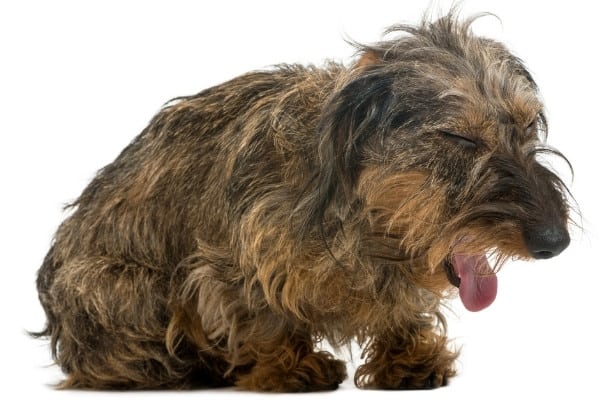 A scruffy-looking dog coughing against a white background.
