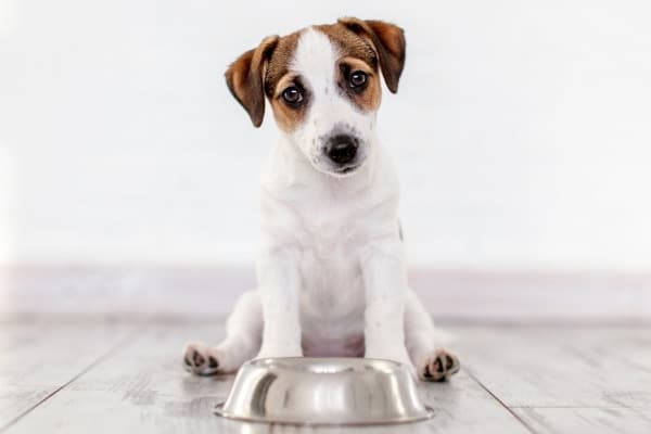 A cute Terrier puppy sitting behind a silver dog bowl on the floor.