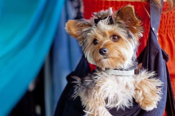 A cute Yorkshire terrier in a sling carrier while owner shops inside a store.