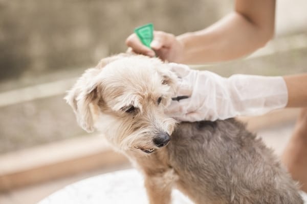 Woman using gloved hand to apply a flea and tick preventative to her dog.