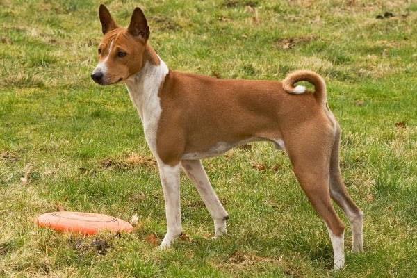 A red-and-white Basenji standing beside an orange Frisbee.