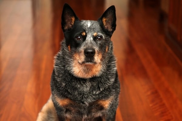 An adult Blue Heeler cattle dog sitting indoors on a shiny wood floor.