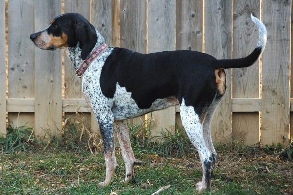 A Bluetick Coonhound standing in front of a fence.