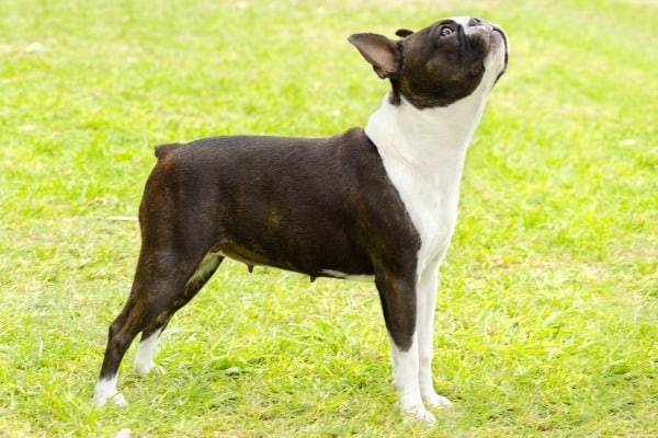 A Boston Terrier standing on grass looking up at the sky.