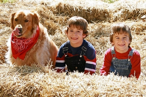 Two young boys sitting among hay bales with their Golden Retriever.