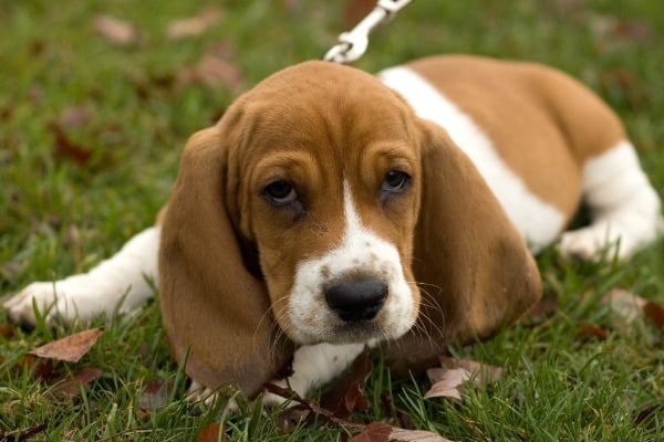An adorable brown-and-white Mini Basset Hound puppy.