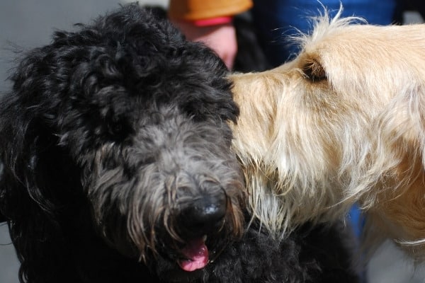 A terrier licking the ear or a black dog.