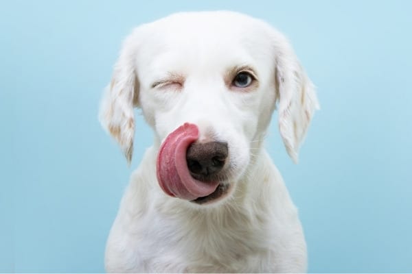 A white dog licking his nose while winking against a light-blue background.