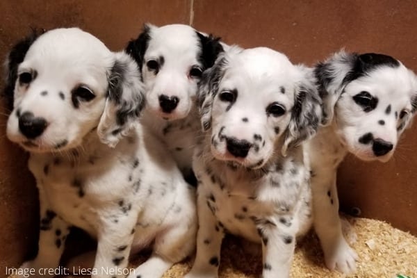 Four adorable long-haired Dalmatian puppies sitting together.