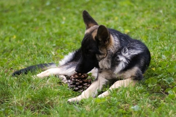A German Shepherd Dog lying in the grass with a pinecone.