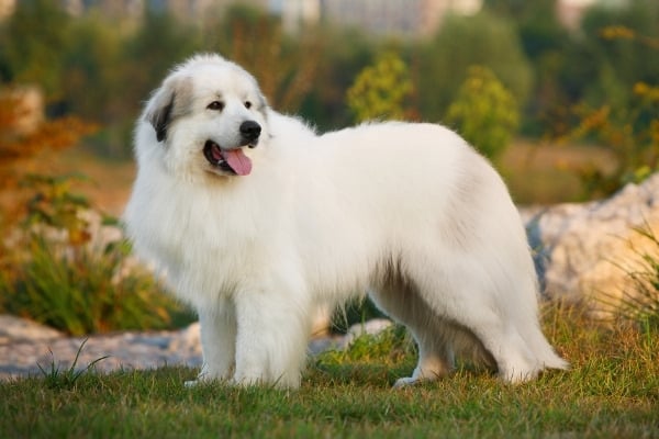 A large Great Pyrenees dog standing in a natural outdoor setting.