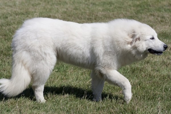 A Great Pyrenees Mountain Dog walking on grassy lawn.