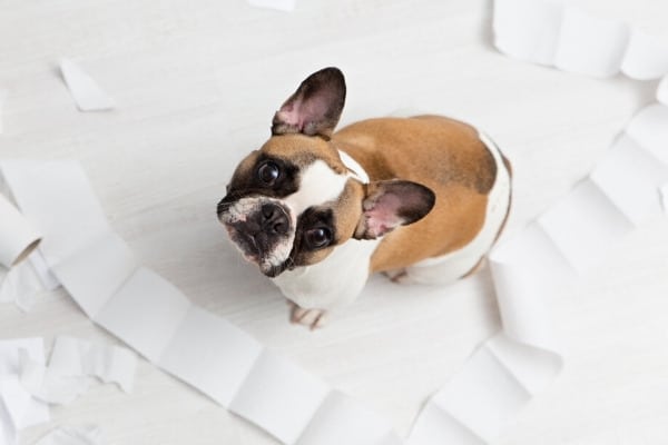 A French Bulldog surrounded by a destroyed roll of toilet paper.