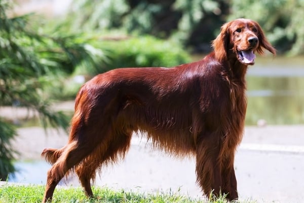 An Irish Setter standing in front of a lake.