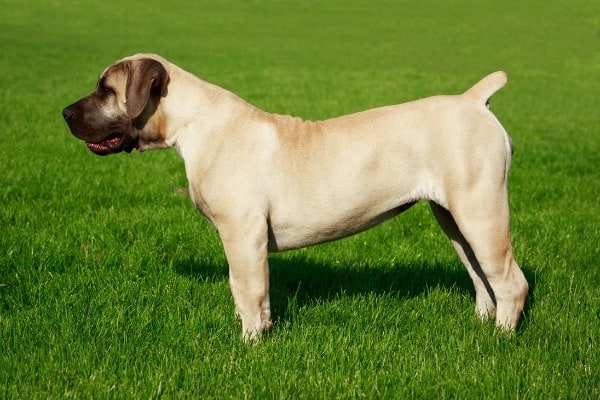 An English Mastiff with a docked tail standing on green grass.