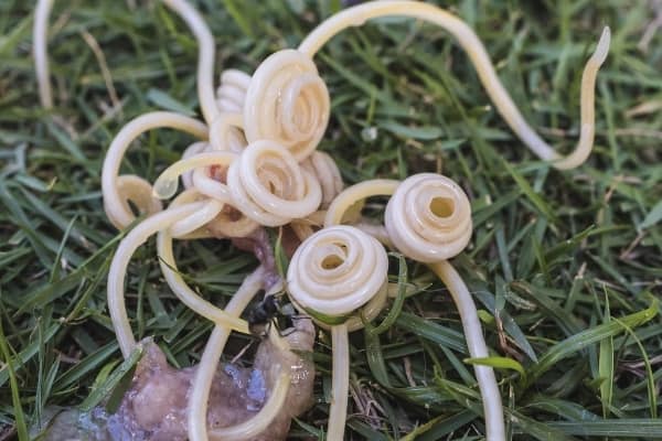 Several large roundworms found in a puppy's stool.