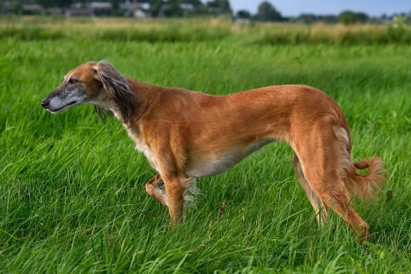An adult Saluki pointing in tall green grass.