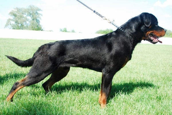 A young Rottweiler standing in a field on a bright, sunny day.