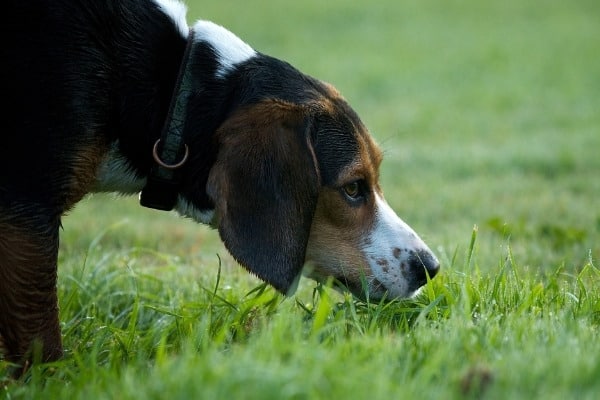 A beagle sniffing patch of grass intently.