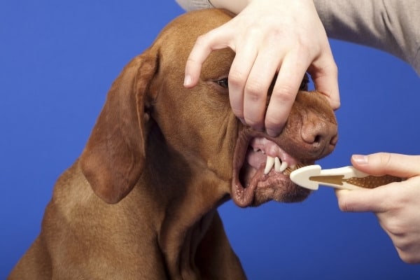 A person brushing a Vizsla's teeth with a dog toothbrush.