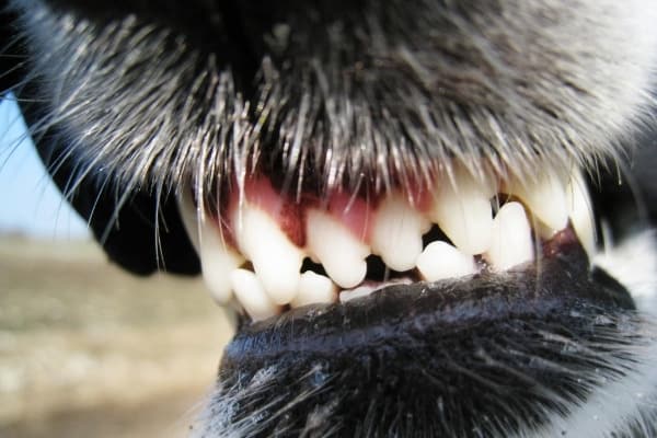 A close look at a dog's front teeth.