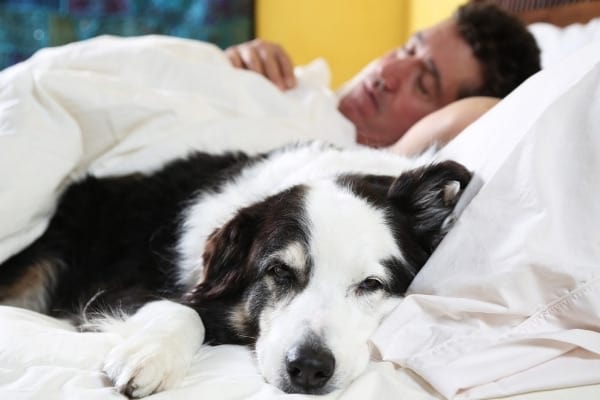 A black and white dog cuddled up in bed beside his sleeping owner.
