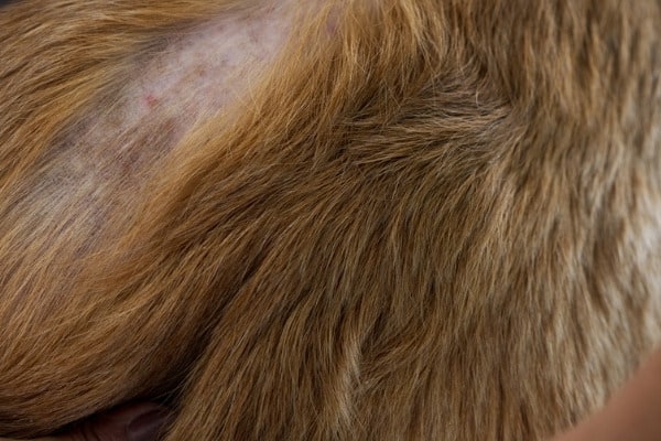 A brown dog having his skin problem examined.