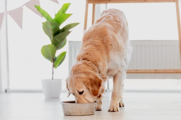 A Golden Retriever eating out of a silver bowl with a plant in the background.