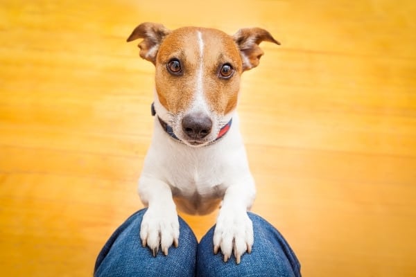 A Jack Russell terrier with his paws on his owner's knees begging for attention.