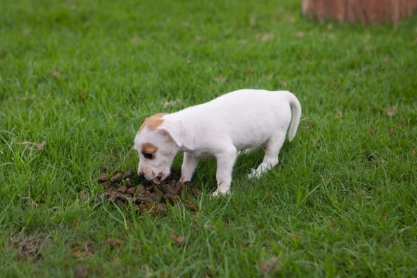 Little brown-and-white puppy eating poop outside.