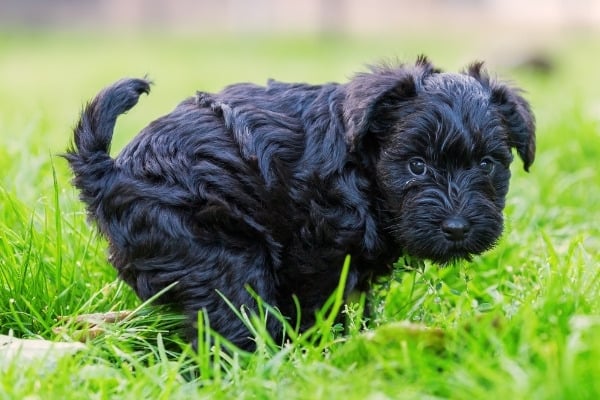 A cute black Schnauzer puppy pooping in the grass.