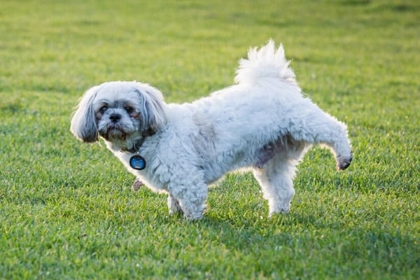 A white Shih Tzu lifting his left to urinate on the lawn.
