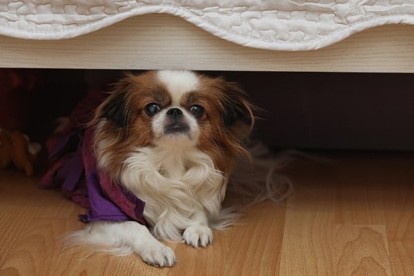 A Cavalier King Charles Spaniel puppy under a bed.