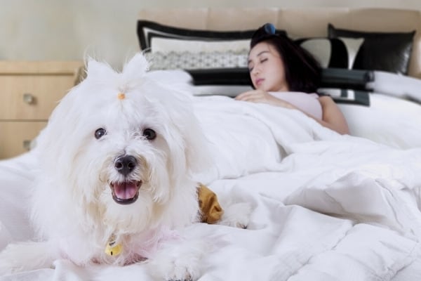 A small white dog lying in a bed with a sleeping woman.