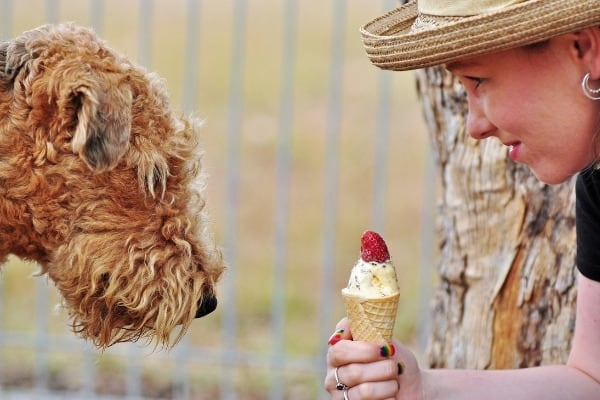 A woman in a hat holding a strawberry ice cream cone in front of an airedale terrier.