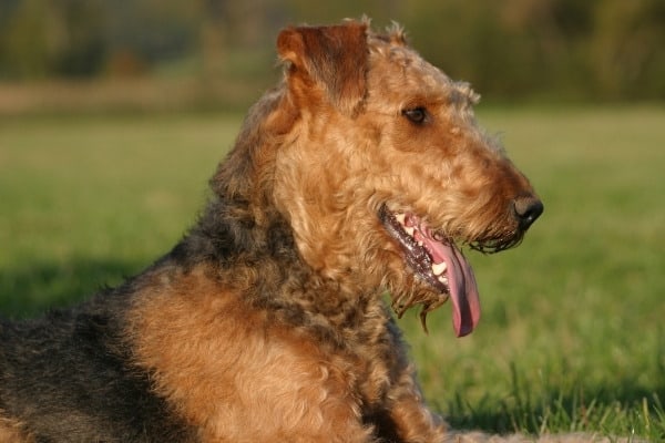 An adult Airedale Terrier lying outside on green grass.