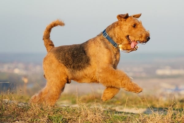 An adult Airedale Terrier running outside with a scenic view in the background.