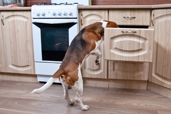 A Beagle rummaging through a kitchen drawer that he pulled open.