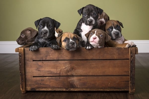 A litter of Boxer puppies in a wood crate indoors.